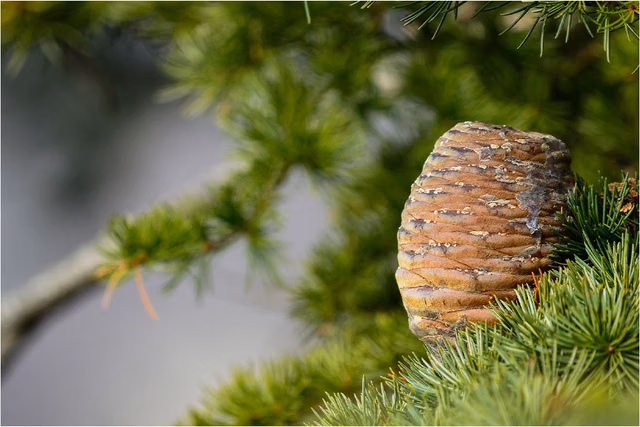 Devadaru (Cedrus deodara) in musculoskeletal pain and agnikarma therapy